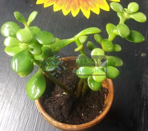 Jade Plant (Crassula Ovata) – Lucky Plant – Indoor Houseplant – Multiple Sizes