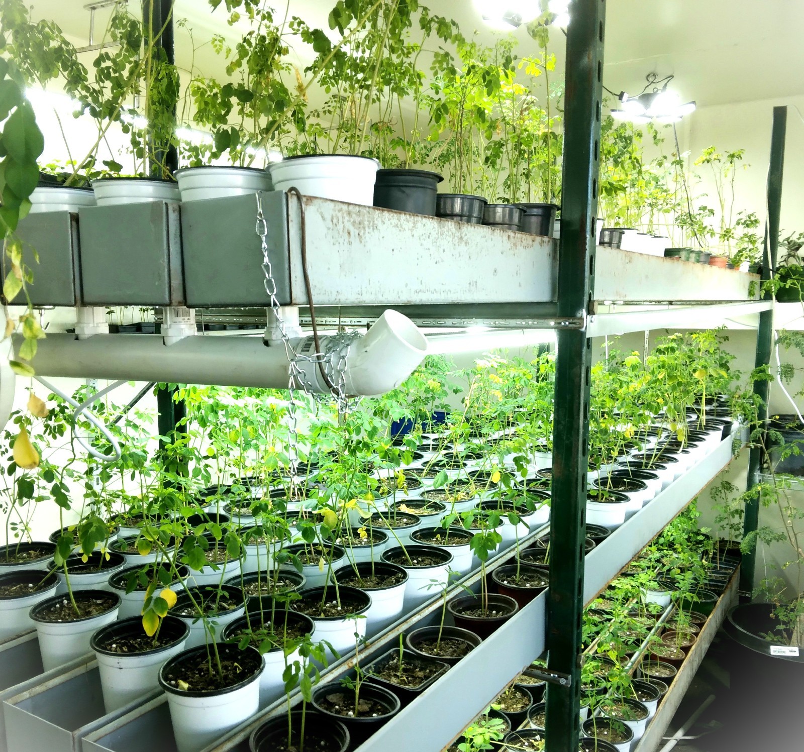 2 Live Moringa Tree Seedling 12 Inch+ Moringa Oleifera live Miracle Tree Plants