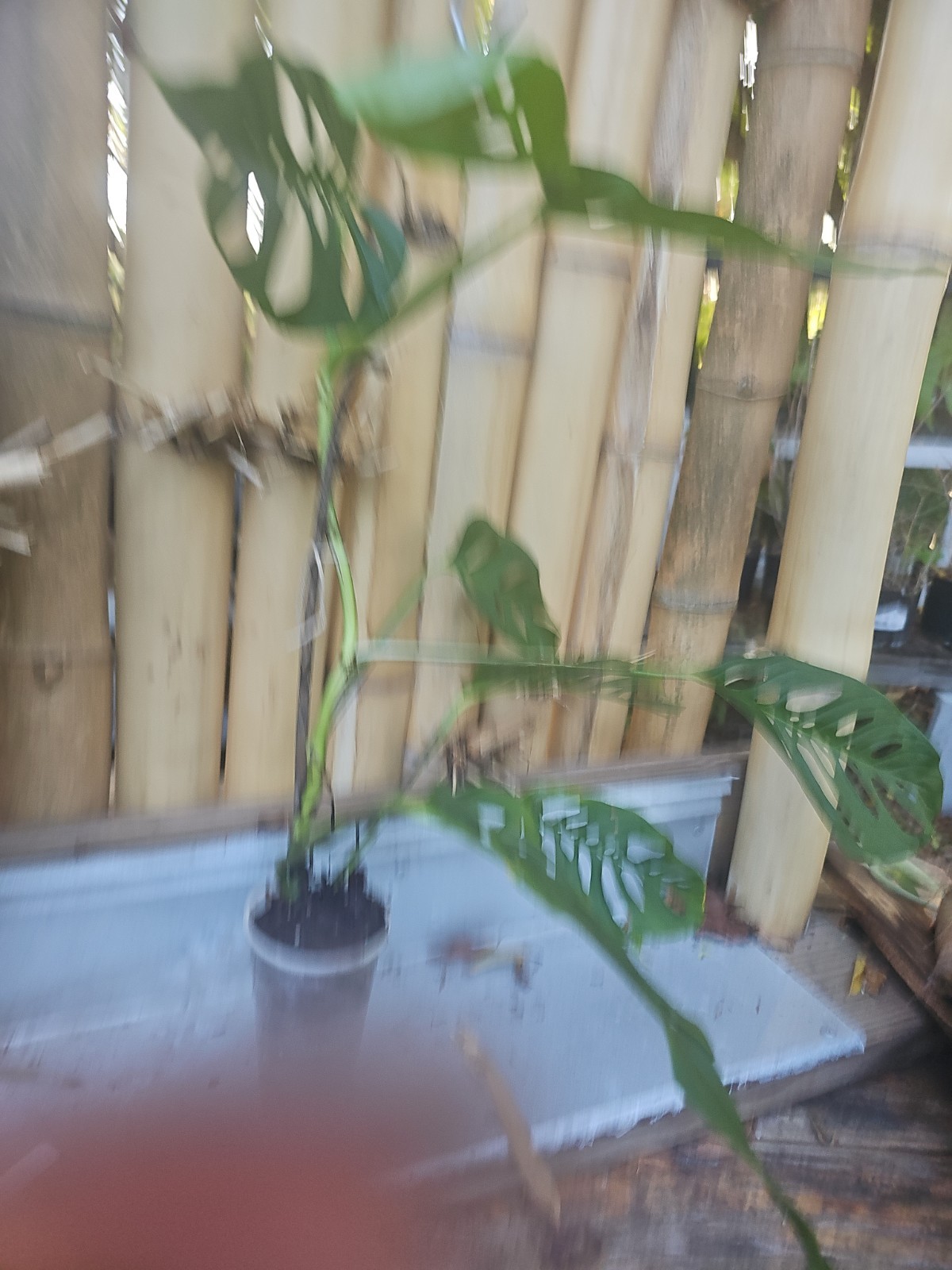 Monstera Adansonii Large Matured Top cutting rooted Live Plant W/ Flower