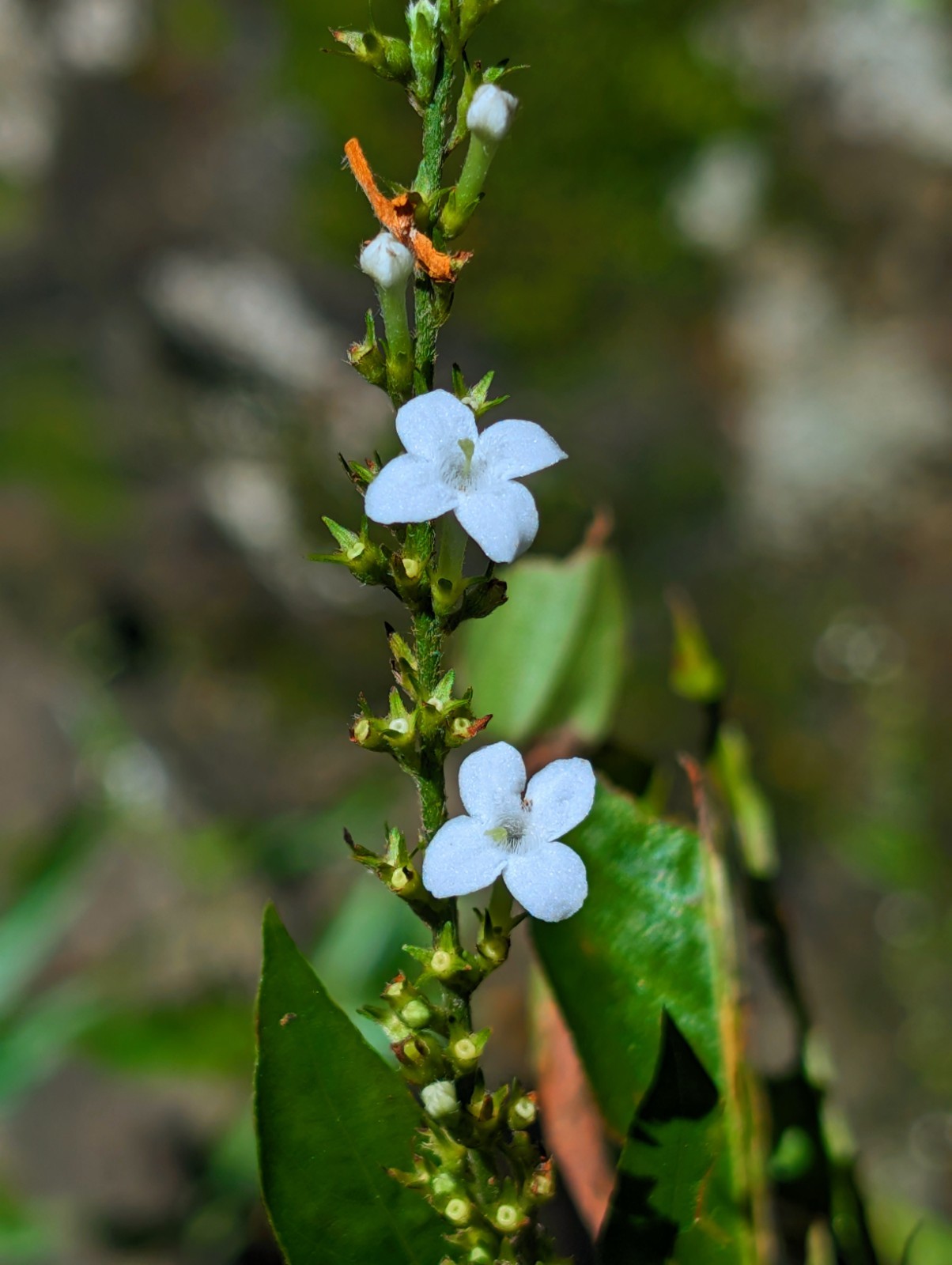 x5 Bare : Tropical Cliffside Pilea Sedimentata Plants 3″ in Exotic Urticaceae