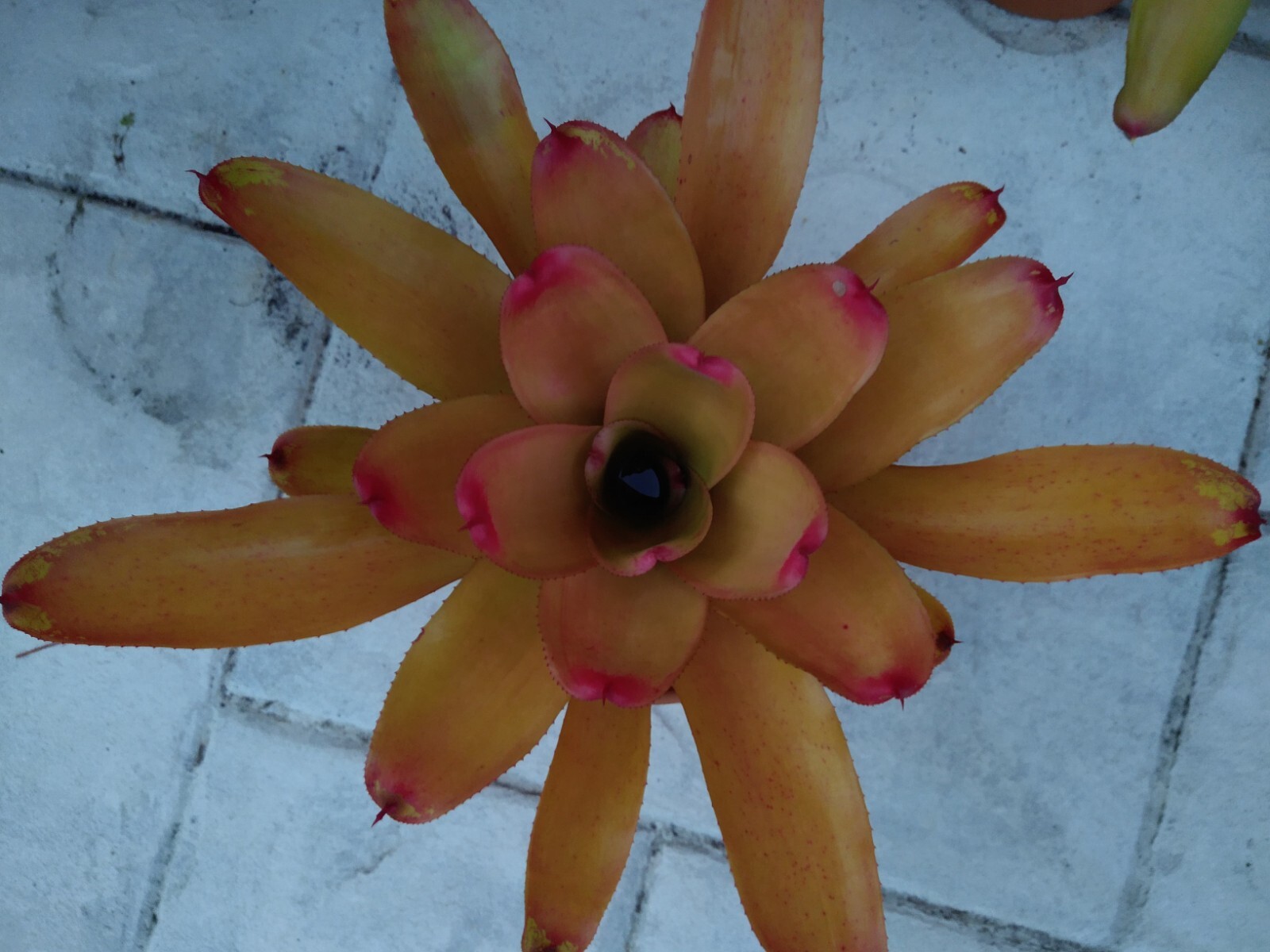 Neoregelia MANDARINA Bromeliad one tropical plant *MEDIUM*