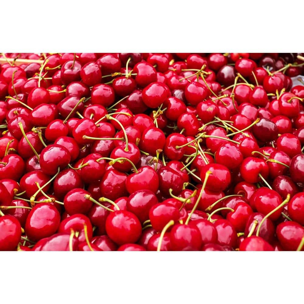 3-In-1 Cherry Jubilee Tree Bare Root 3-4 Ft Tall