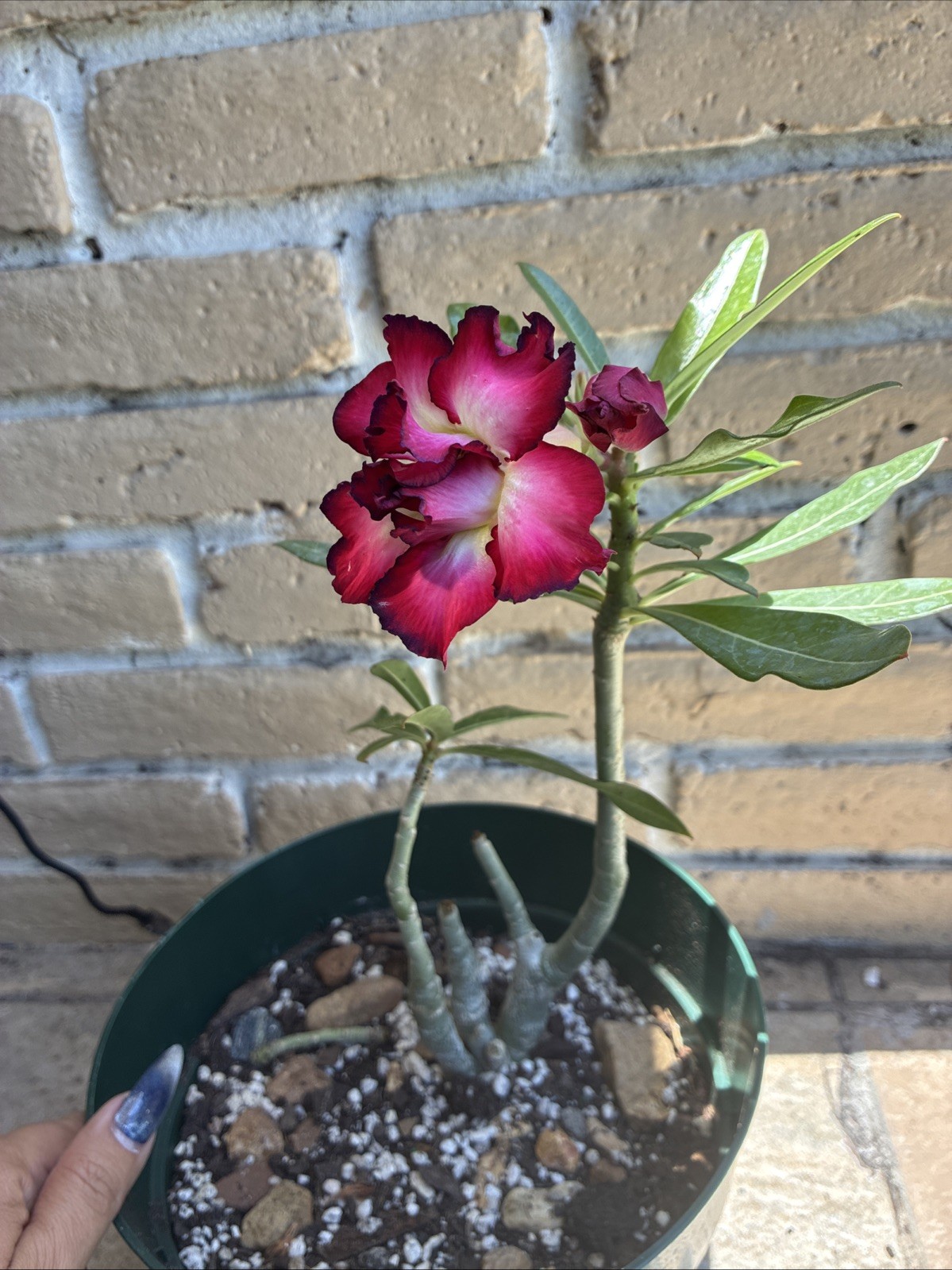 Beautiful Easy-Growing Favorite Desert Rose Double Petal Black Edge Pink Flowers