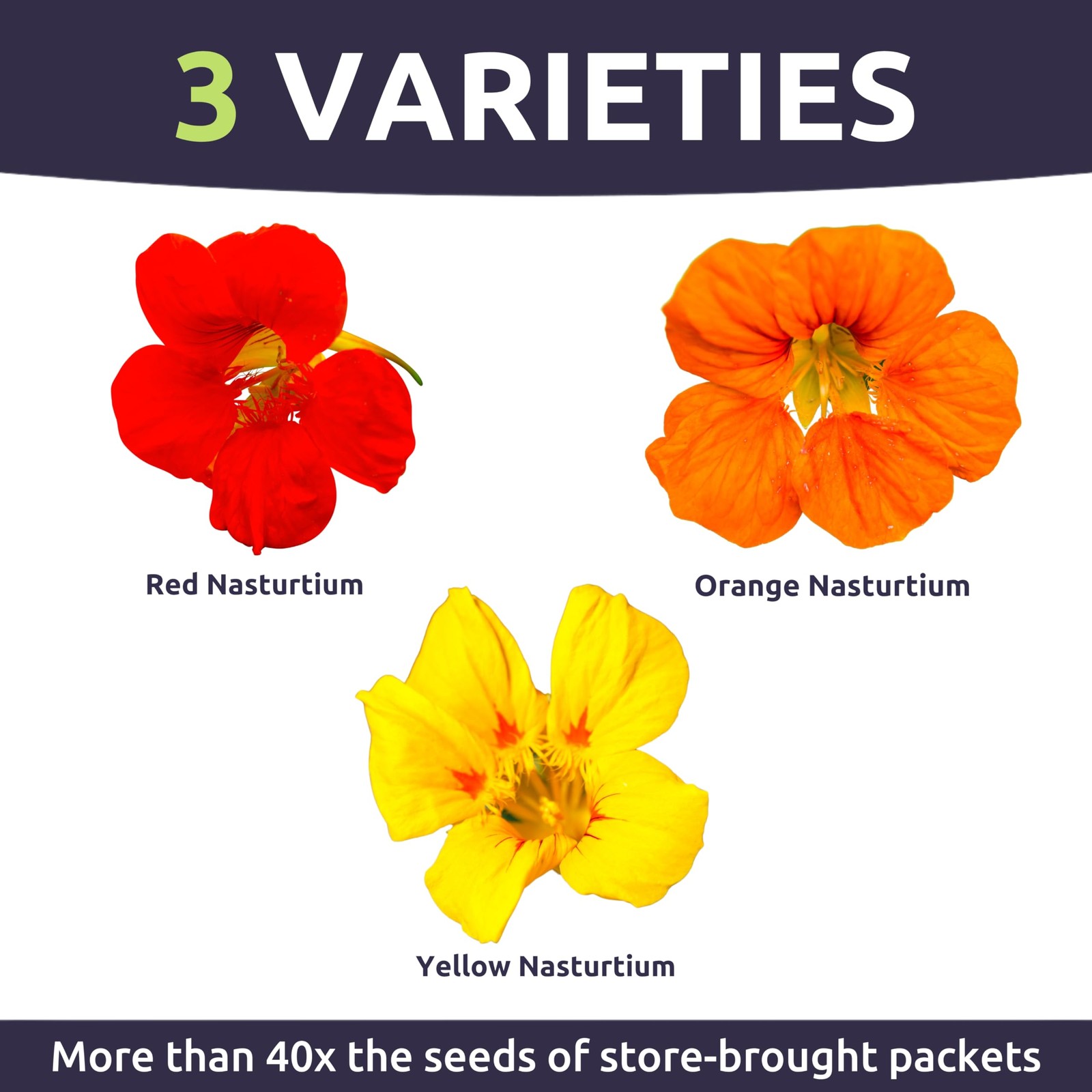 Nasturtium Jewel Mix 1/4 Pound Pouch 750 Flower Seeds For Planting Tropaeolum