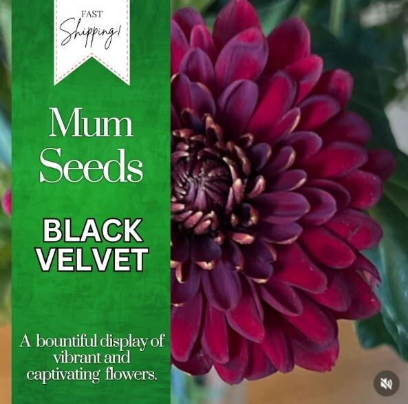 Black Velvet Mum Chrysanthemum Seeds 200+ Seeds Mum Flower, Flower Seeds, Annual
