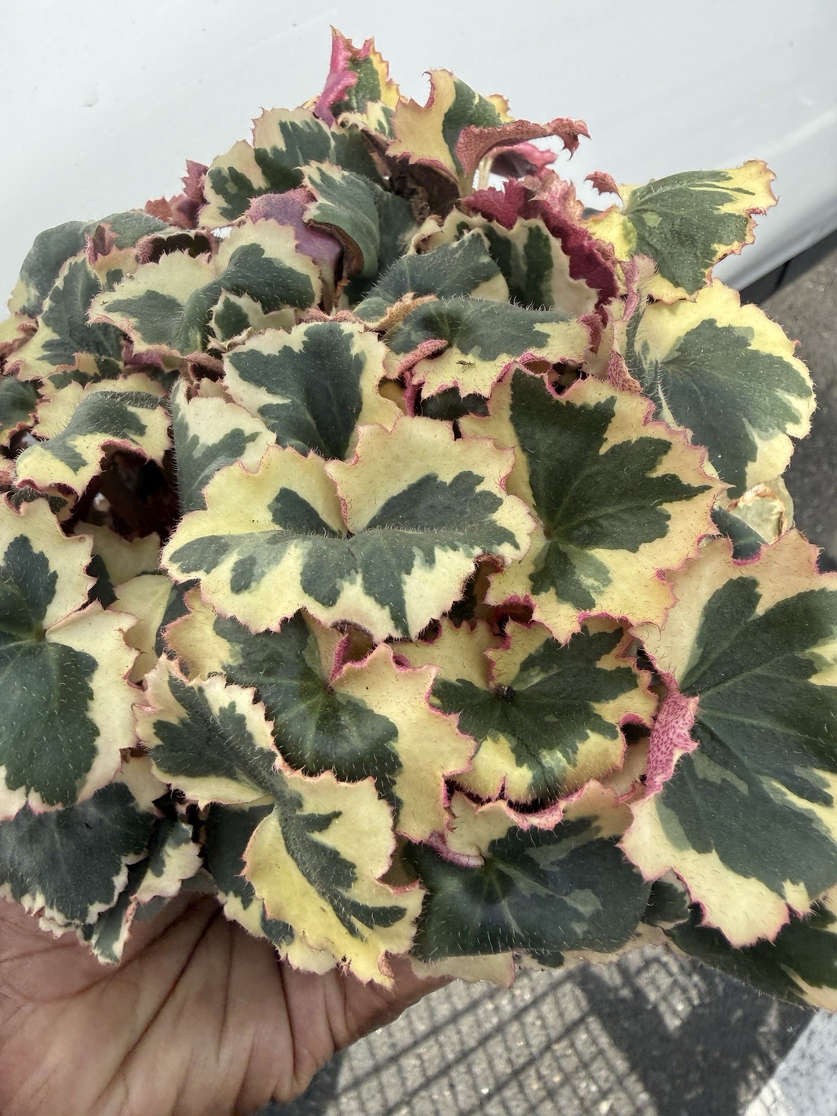 strawberry Saxifraga Stolonifera Rare Yellow And Green Color Plant