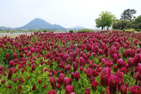 Trifolium incarnatum | Crimson Clover | Italian Clover | 100 Seeds