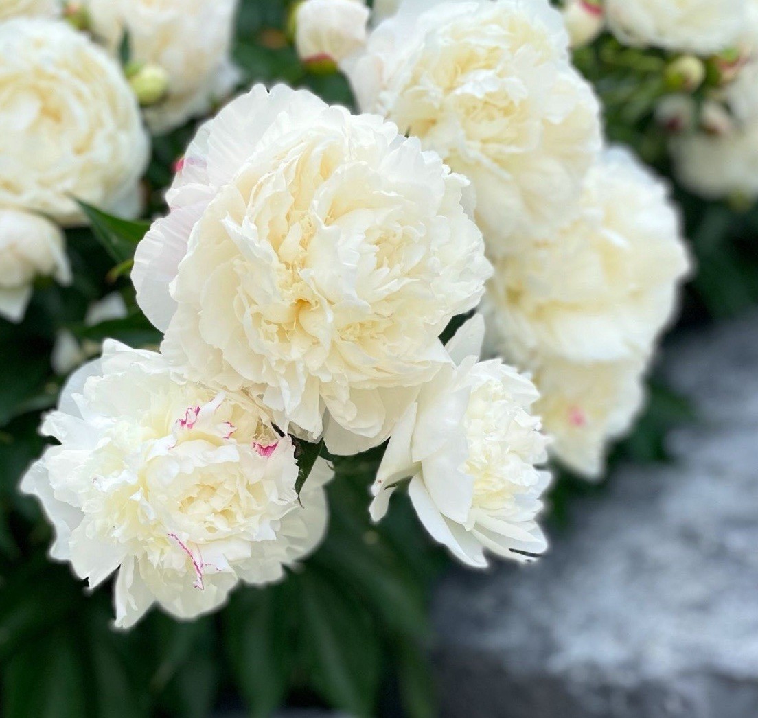 Double White Alba Peony Live Perennial Flower Bare Root Plant Full Sun US Seller