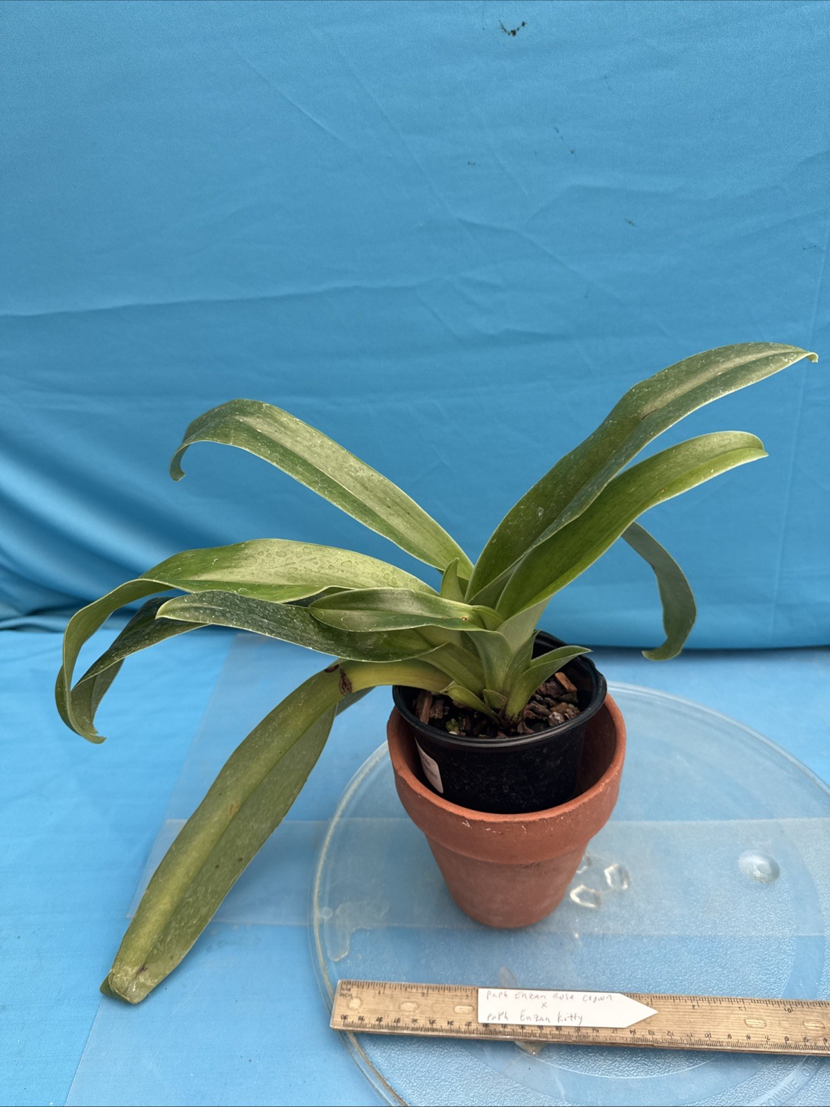 Paphiopedilum Enzan Rose Crown X Enzan Kitty Maroon Green White BS Orchid 4” Pot