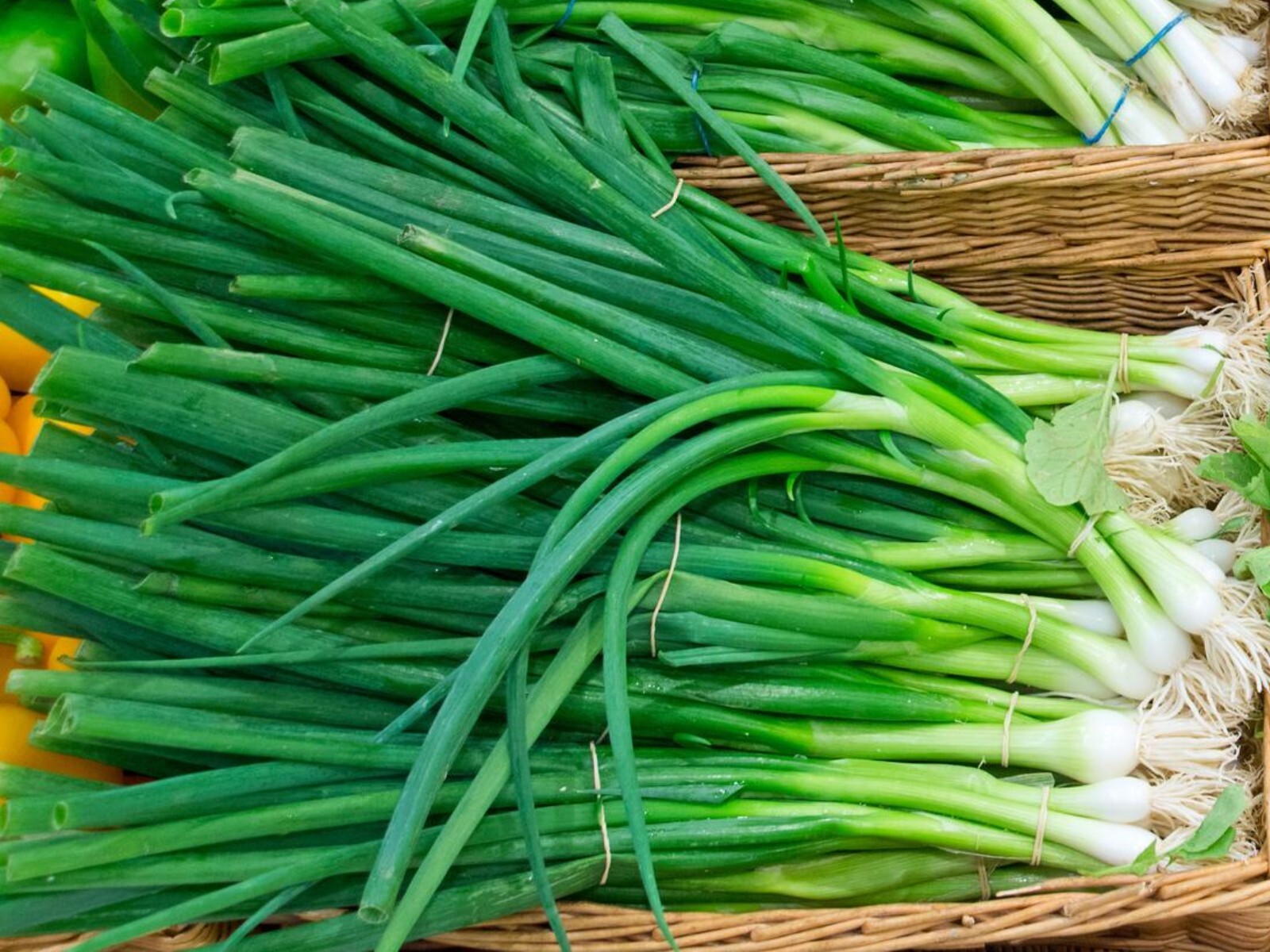Evergreen Bunching Green Onion – Seeds – Organic – Non Gmo – Heirloom Seeds