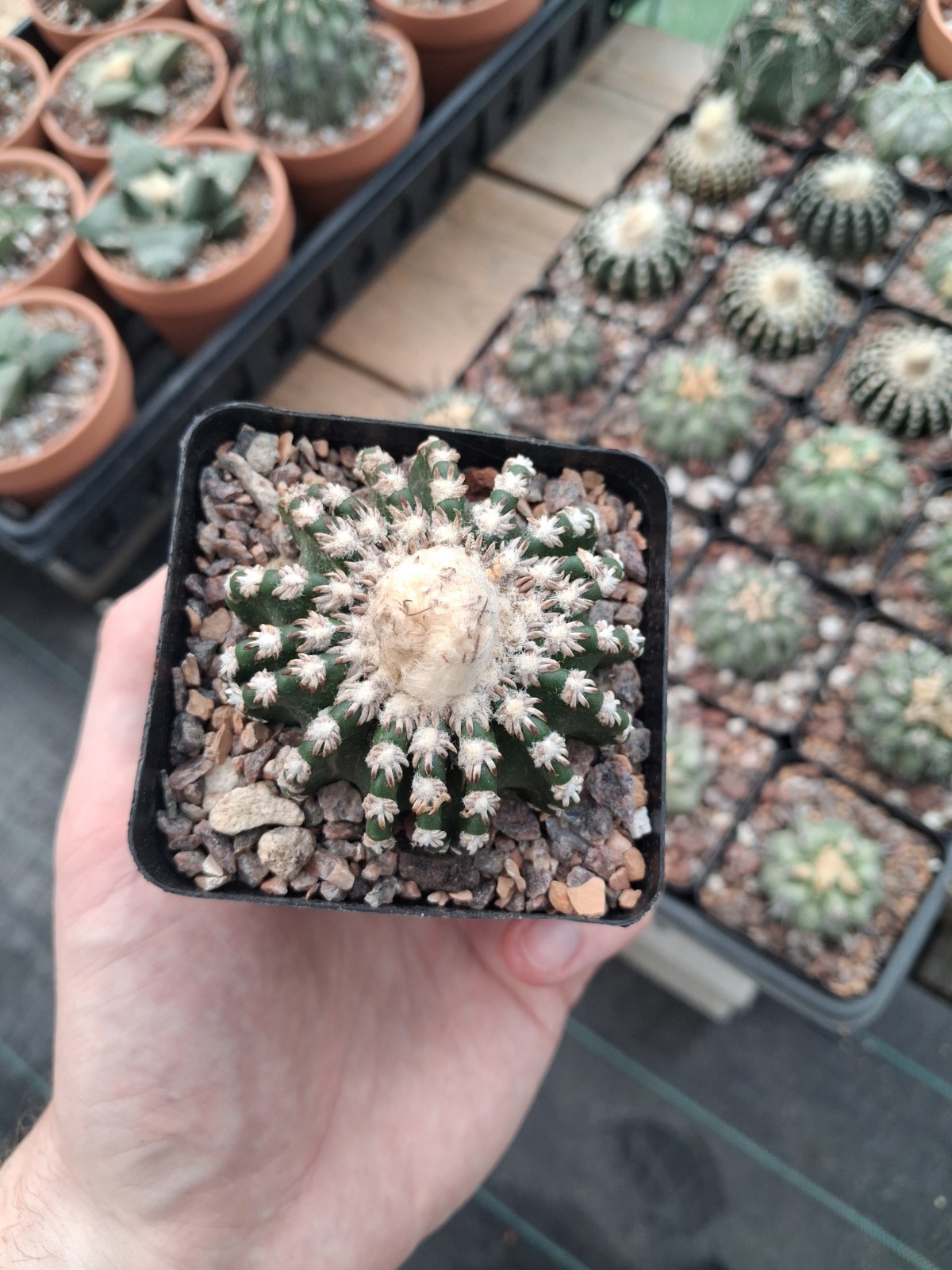 Discocactus hortsii BIG plant with cephalium US seller