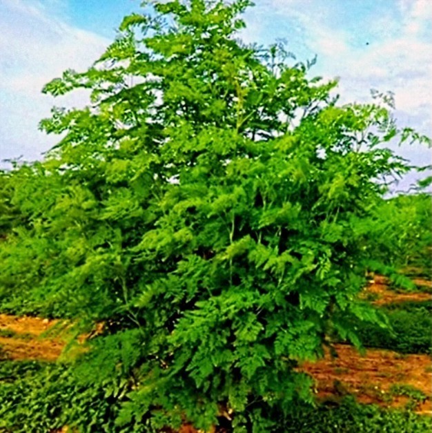 25 GIANT Organic MORINGA OLIFERA TREE SEEDS “FLORIDA UTANAS” Non GMO fast grow!