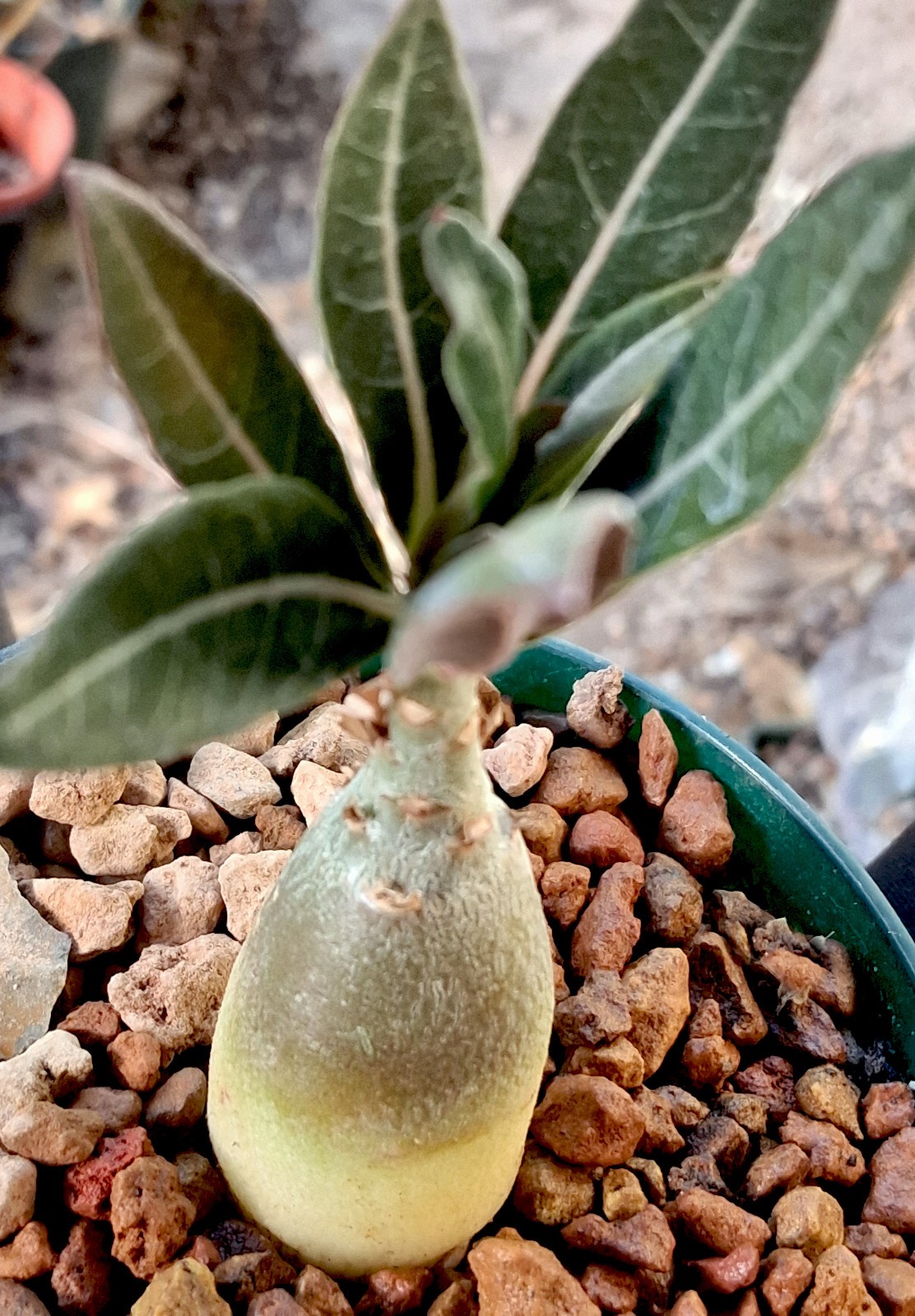 Adenium crispum × arabicum hybrids—bold base, breathtaking blooms, extraordinary