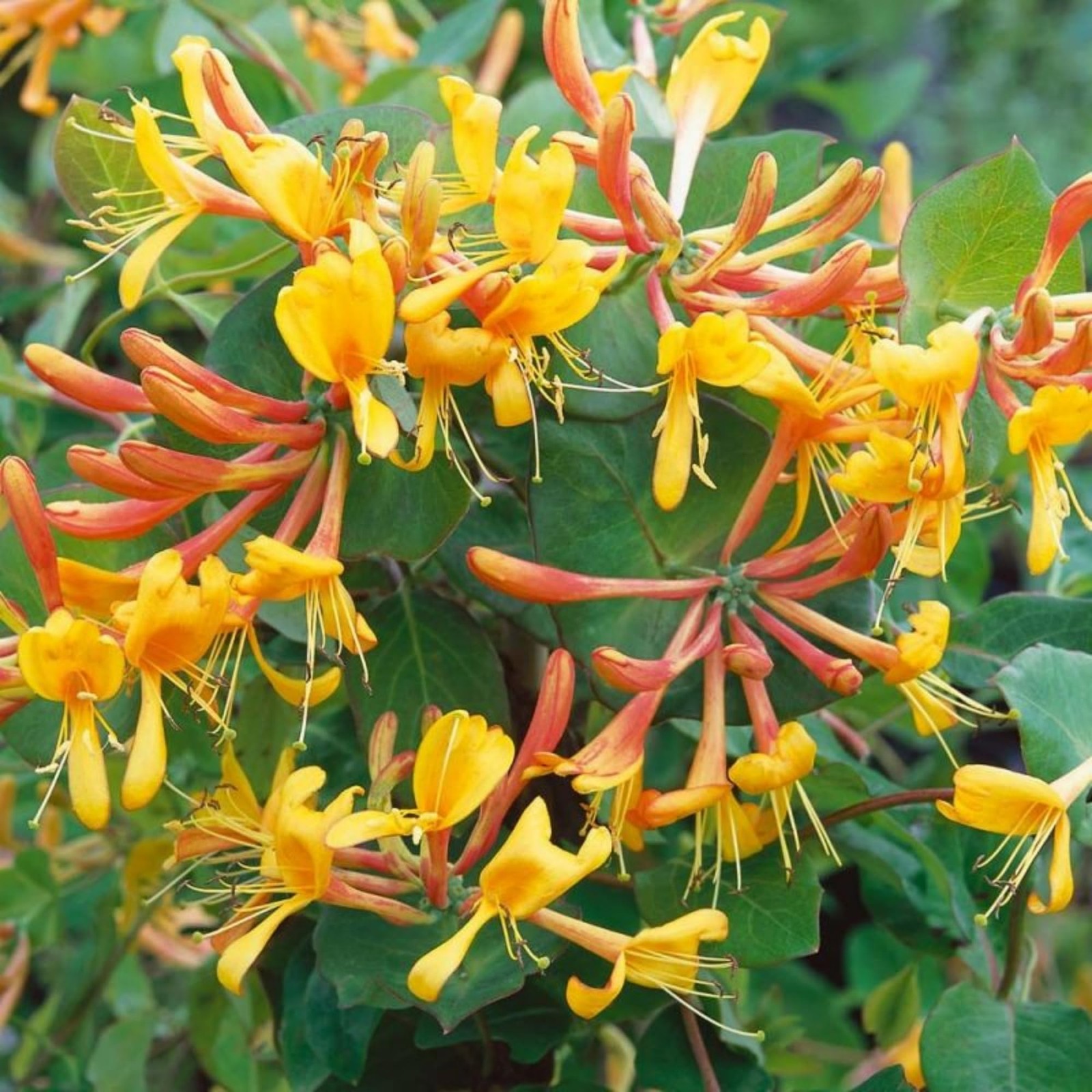 300+ Honeysuckle Seeds for Planting Honeysuckle Vine,Honeysuckle Flower for G…