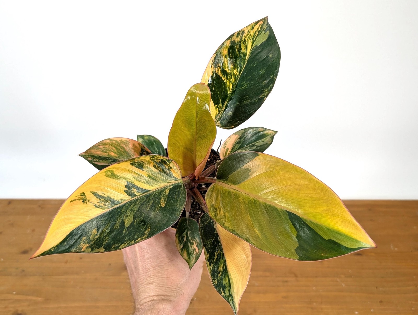 Philodendron Red Congo Variegated Plants | 4″ or 6″ pot