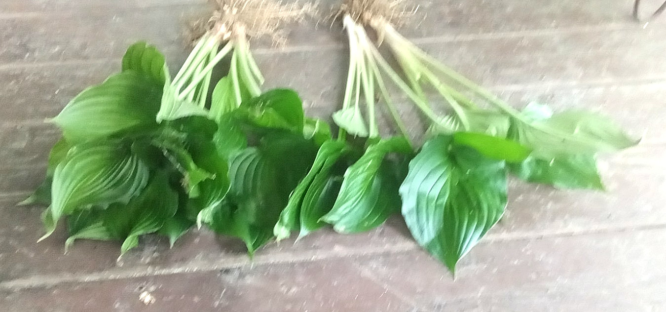 Live Serendipity HOSTA Plants 5 LARGE Rooted Growing Bold Green Leaf Plant