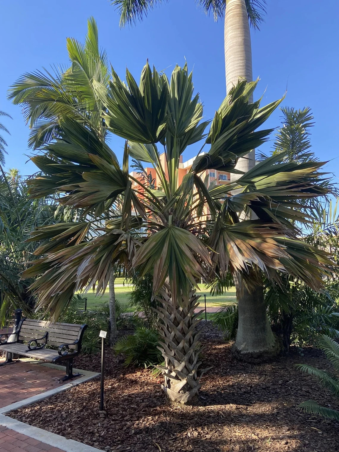 Sabal lisa palm – Extremely Rare Collector Palm | 1 Gallon Size |