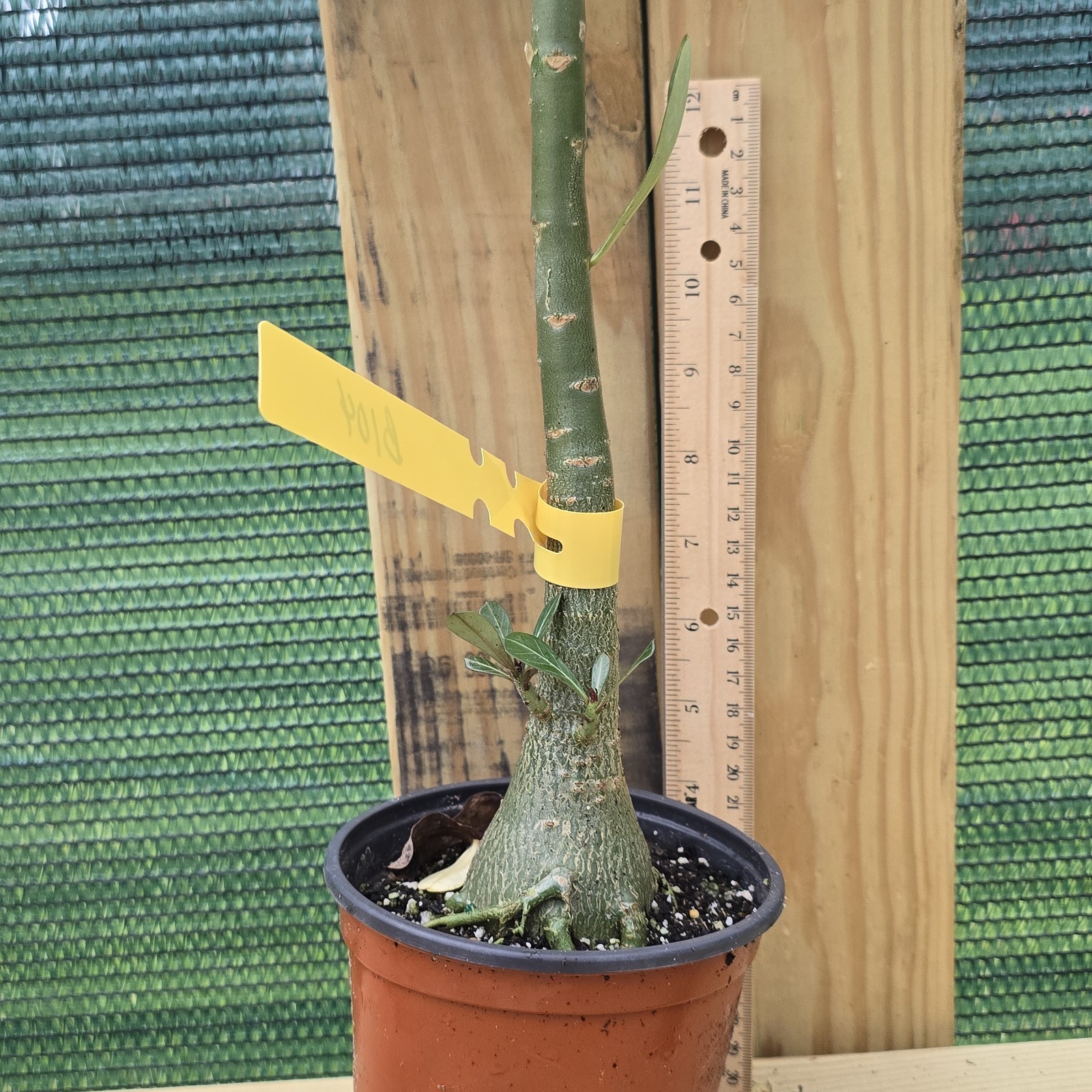 B104: Exotic Desert Rose Plant/ Adenium/ Rosa del Desierto/ Original from Seed