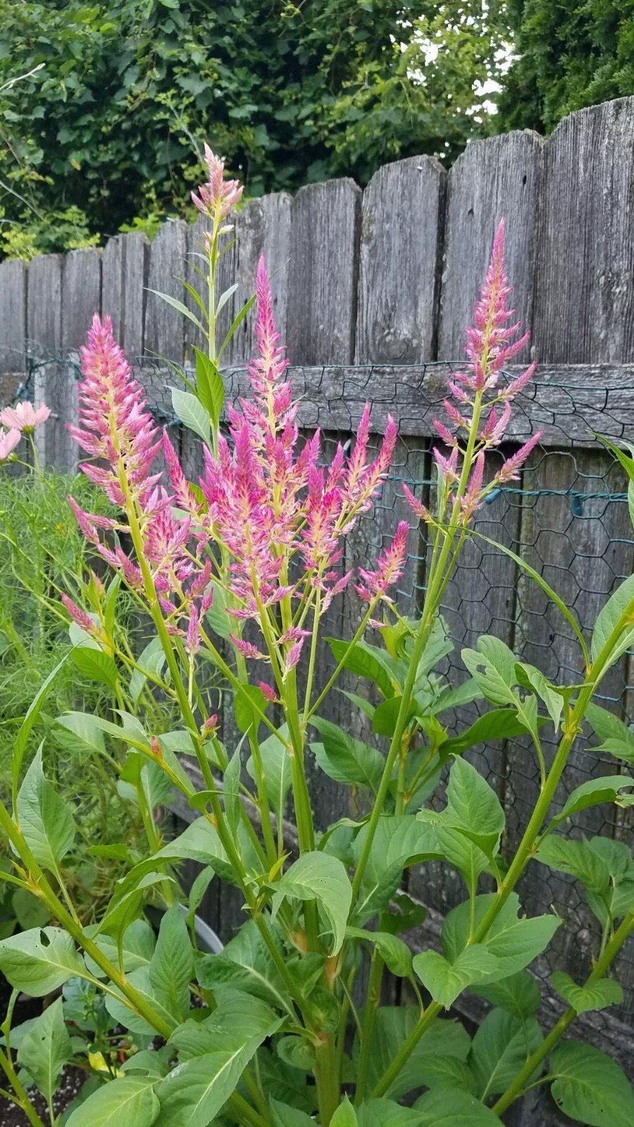 Summer Sherbert Celosia Seeds 50 Organic Seeds RARE