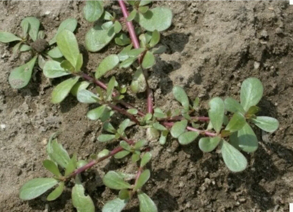 300+ Purslane Seeds-Organic-Non GMO- Portulaca oleracea