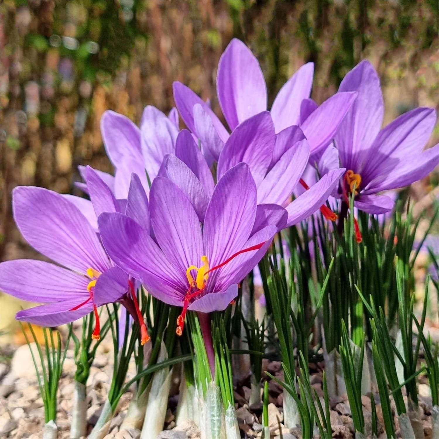 50 Saffron Crocus Corms Bulbs – Large 9cm Planting Size – Grow Your Own Spice!