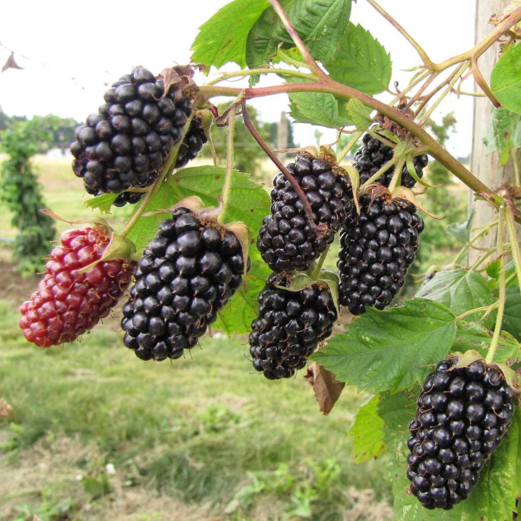 5 Columbia Star Blackberry – Thornless Rubus hybrid- Starter Plug