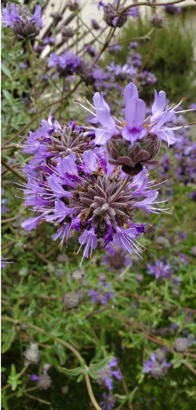 San Luis Purple Sage/ Salvia Leucophylla, Native Herb 100+ Seeds 2023 – USA