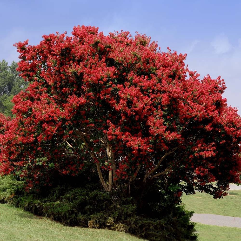 1 Red Crape Myrtle 12-18″ Tall Starter Shrub Bare Root