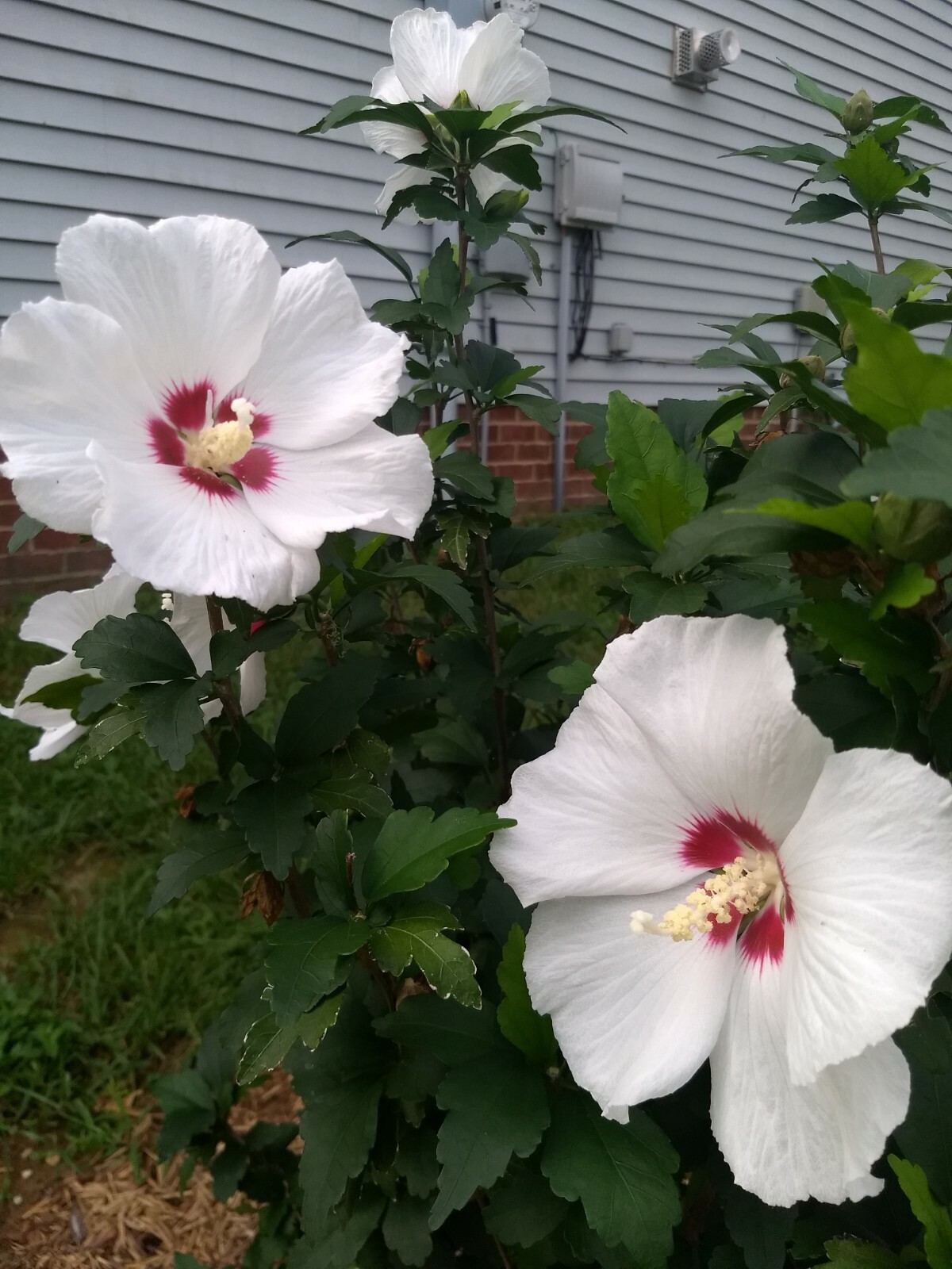 50+ Red Heart White Rose of Sharon Seeds (Hibiscus syriacus) 2022 Fall Fresh!