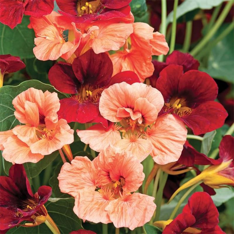 100+ Mix Nasturtium Seeds for Planting-Rare Climbing Flower Attracts…
