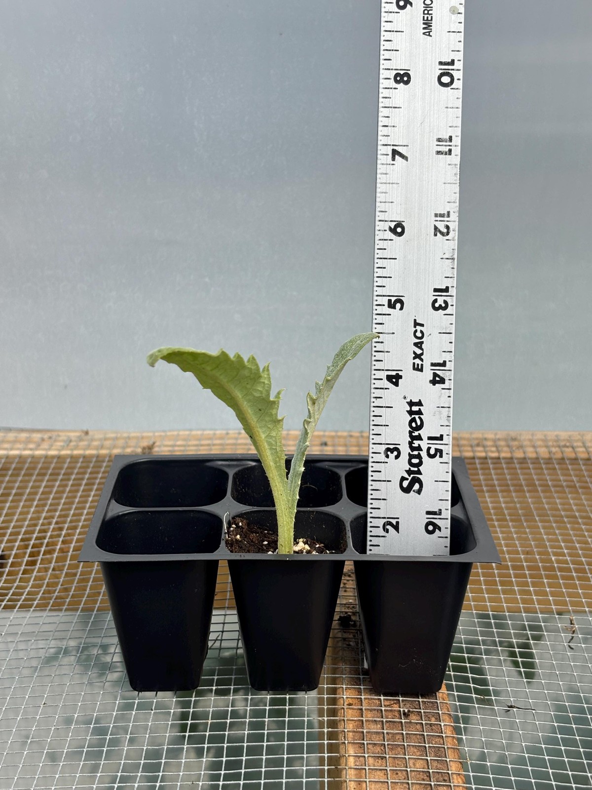 Artichoke Live Plant – Seedlings/Plugs and Plants – 3″- 12″ tall