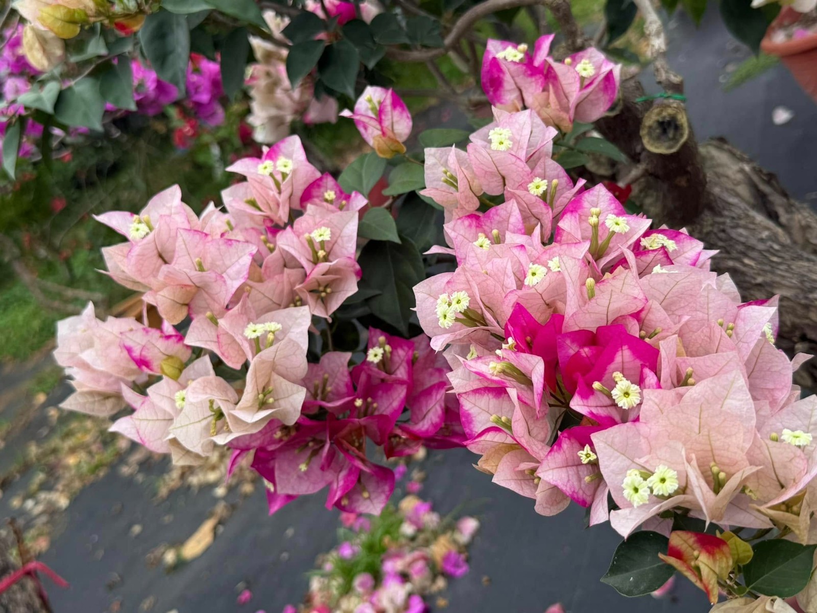 Bougainvillea Marilda’ Live Plant 2 Gal Vine Easy Care Pink Purple White Yellow