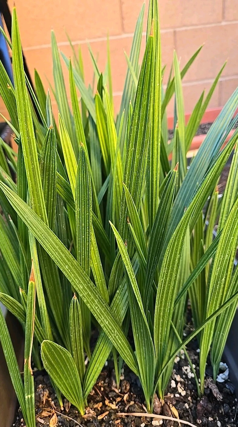 1- Medjool 1+ Year Old Date Palm Tree Seedling Phoenix Dactylifera Plant Sapling
