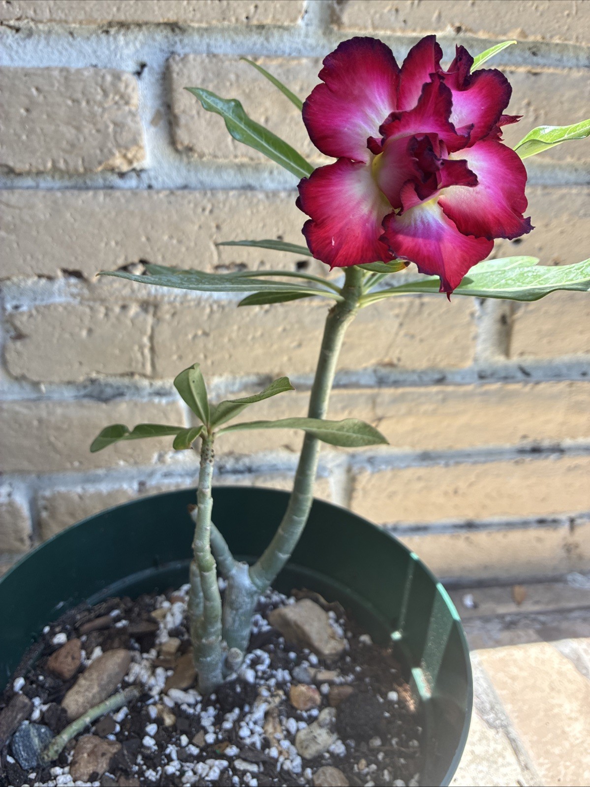 Beautiful Easy-Growing Favorite Desert Rose Double Petal Black Edge Pink Flowers
