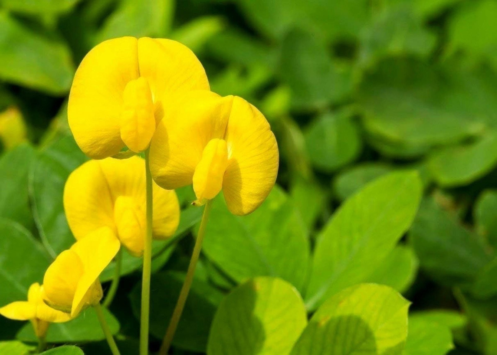 Peanut Ornamental | 2 Inch