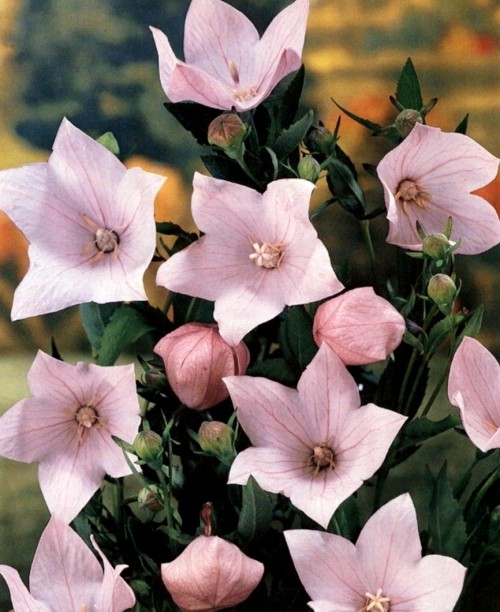 Balloon Flower Seeds, Purple, Pink & White 3pk Special, Heirloom Perennial Seed