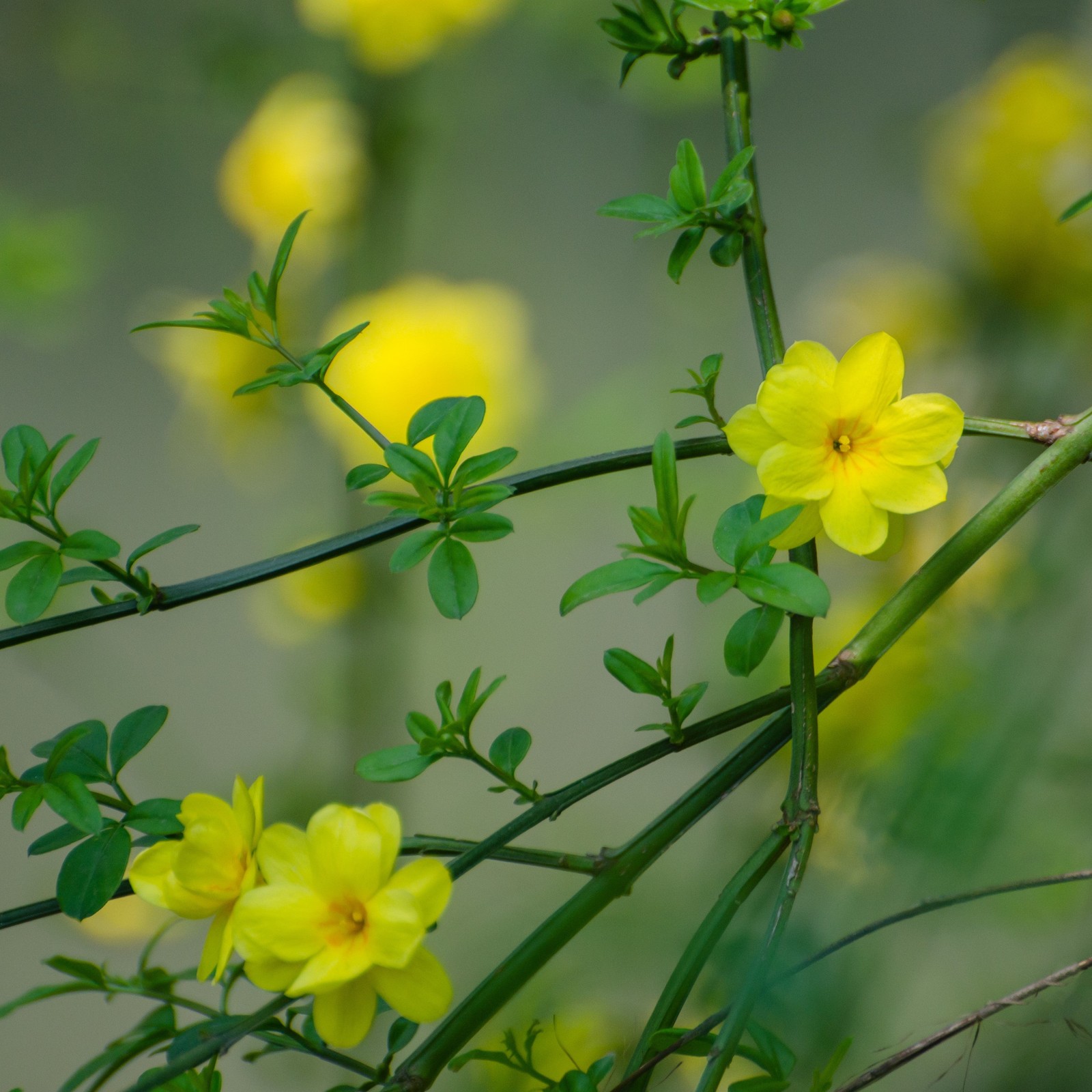 Jasmine Winter Yellow 1 Potted Plant – Rooted in a Quart Pot, Easy to Grow