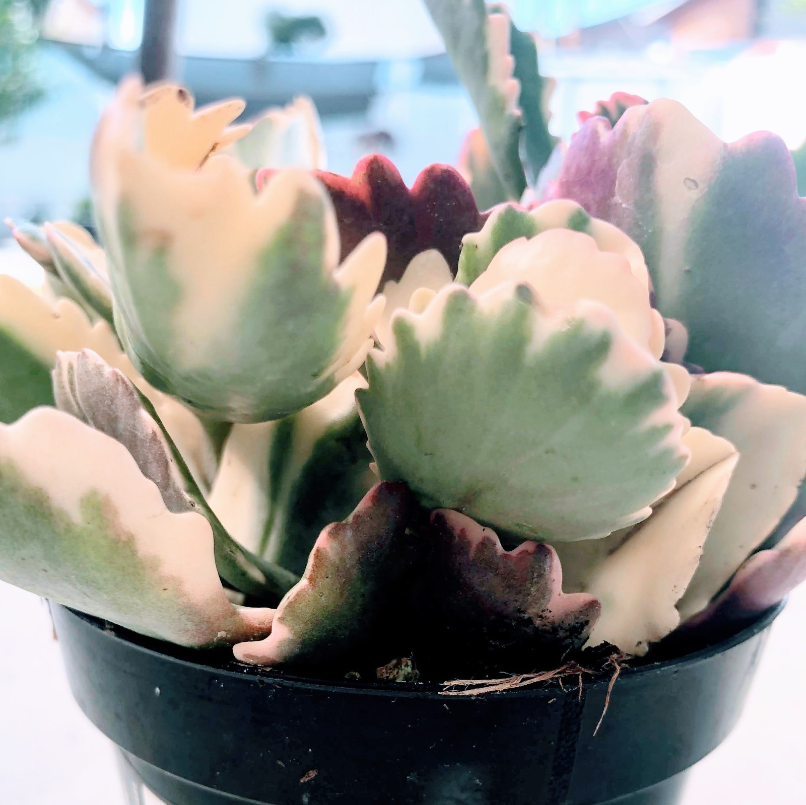 Kalanchoe Fire Rainbow Succulent – Colorful Ruffled Leaves Mix Green, Orange Red