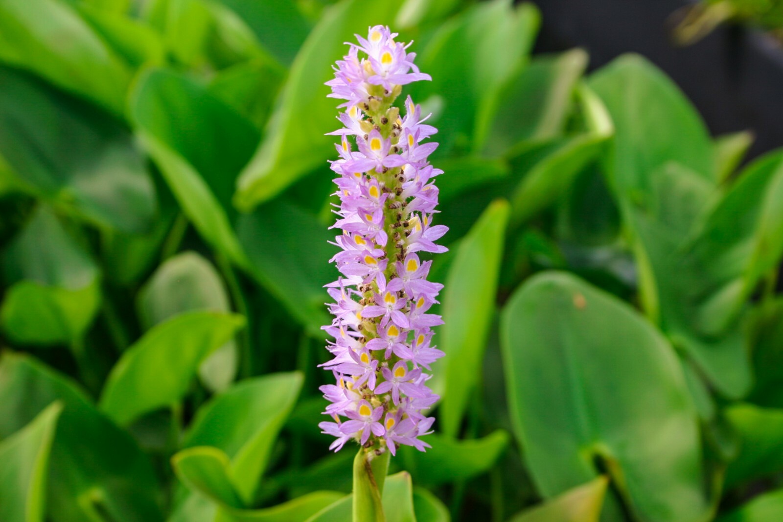 Live Pink Flower Pickerel Pontederia Cordata Aquatic Marginal Pond Plant