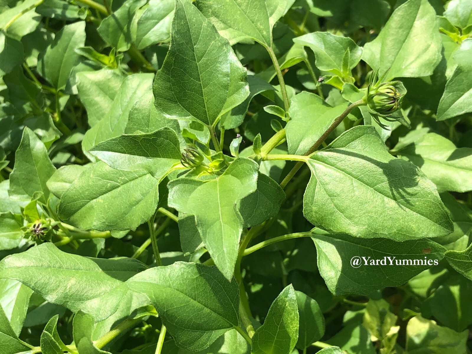 West Coast Dune Sunflower Cuttings Unrooted Cuttings Yellow Beach Sunflower FL