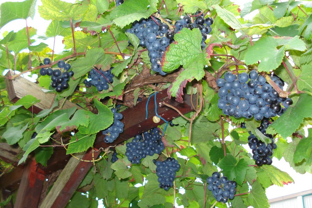 Amur Grape, Vitis amurensis, Vine Seeds (Edible, Fast, Fall Color, Hardy)