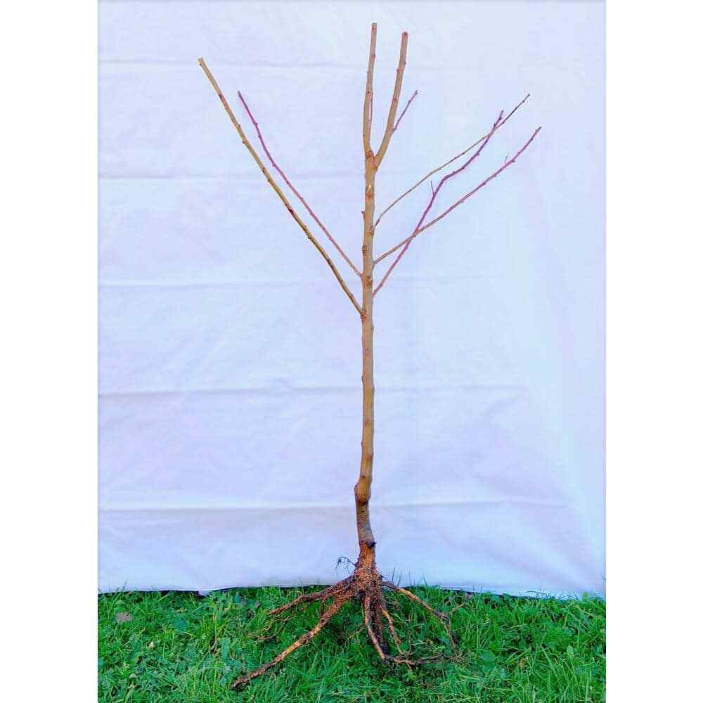 3 Ft. Frost Peach Tree Semi Dwarf with Cold Hardy and Delicious Fruit