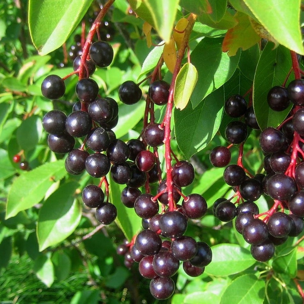 BLACK CHOKE CHERRY Prunus Virginiana – 20+ SEEDS