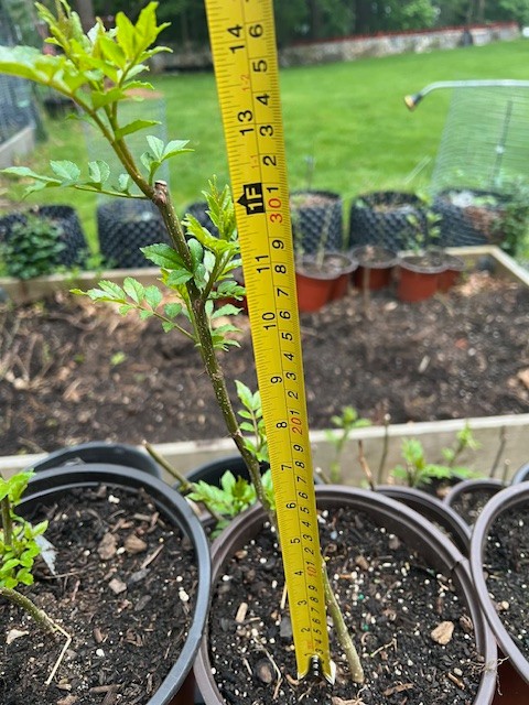 Live Sichuan Pepper Tree 1Yr Old, Zanthoxylum simulans, Lot of 2 花椒树苗