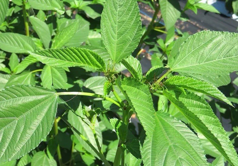 200+ Molokhia Seeds, Egyptian spinach – jute Seeds, heirloom Non-GMO USA