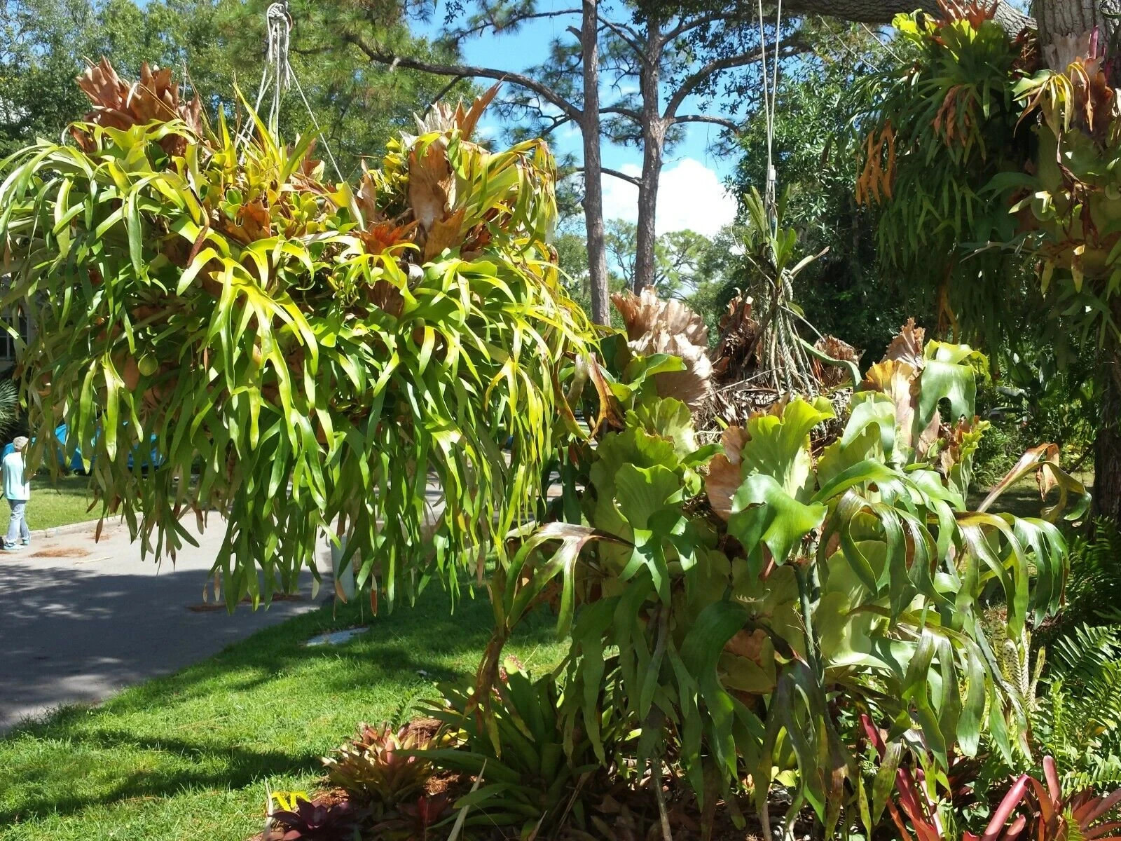 Staghorn Fern Platycerium bifurcatum Netherlands Mad Happenings Tropical Hanging