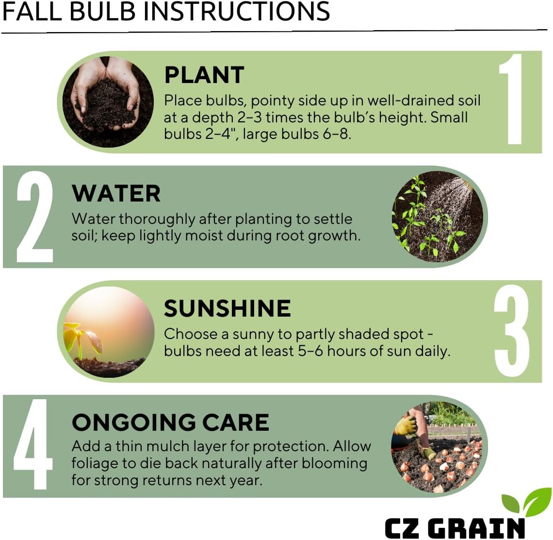 Drumstick Allium Bulbs – Easy to Grow Pennial Flowers, Deer Resistant (10 Bulbs)