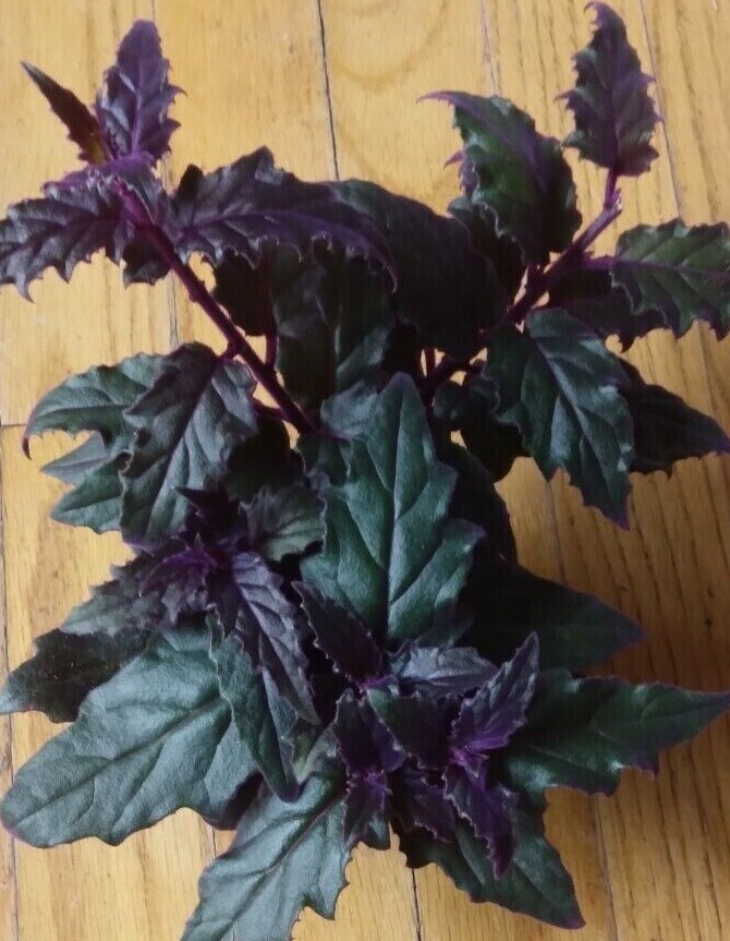 RARE !! Purple Passion plant (Gynura Aurantiaca) purple velvet LIVE plant 4″ POT