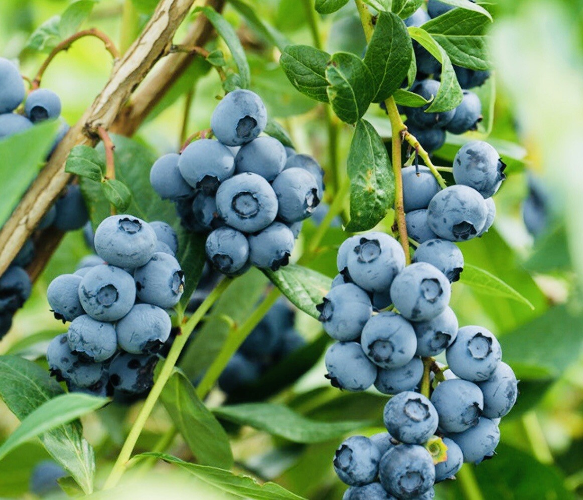 200+ SOUTHERN BLUEBERRY FRUIT SEEDS SWEET NON GMO FRESH HARVEST FREE SHIPPING