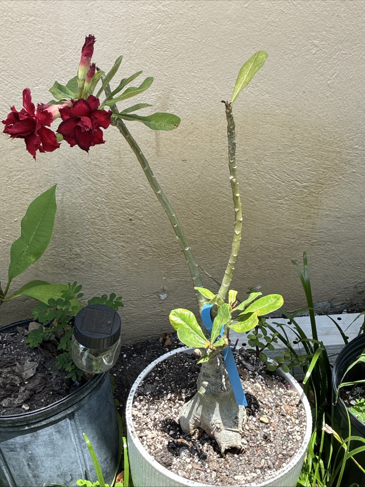 Beautiful Desert Rose Live Plant Exotic Red Triple Petal With Dark Edge 25” Tall